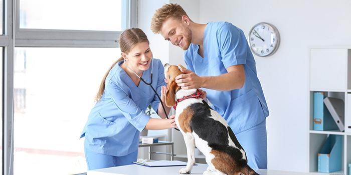 Vet Tech or Veterinary Assistant
